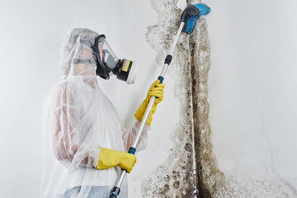 Best Emergency Mold Remediation in Hillburn, NY